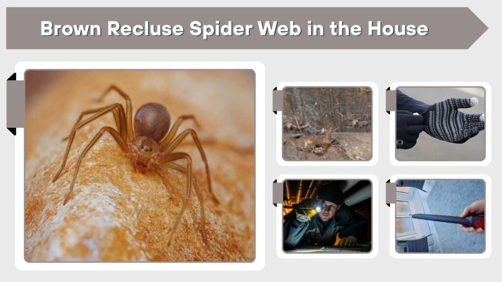 Brown Recluse Spider Web in the House