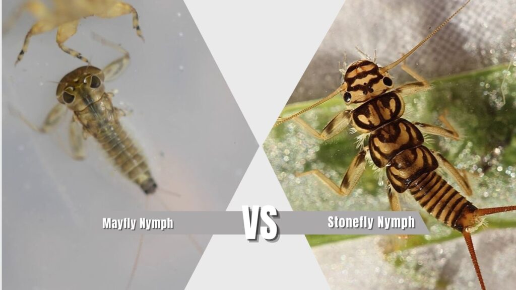 Mayfly Nymph vs Stonefly Nymph