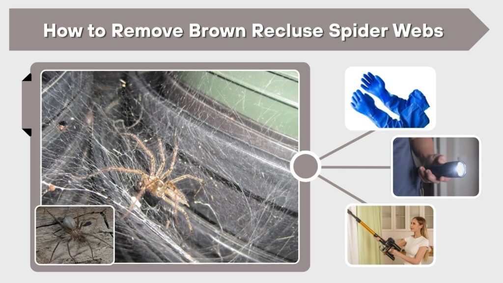 How to Remove Brown Recluse Spider Webs