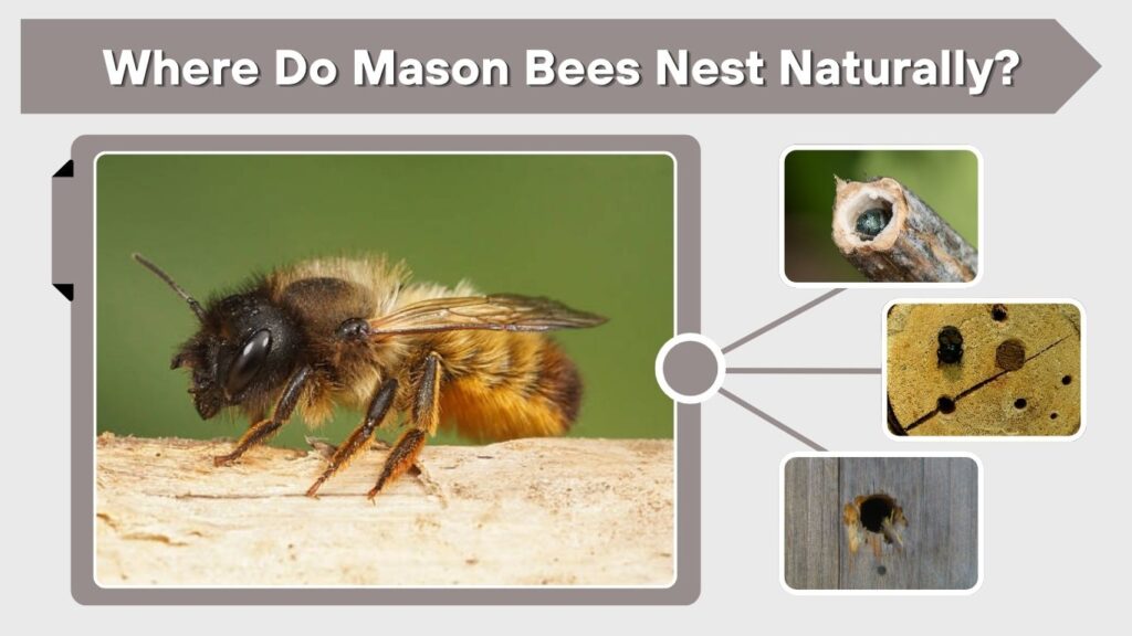 Where Do Mason Bees Nest Naturally?