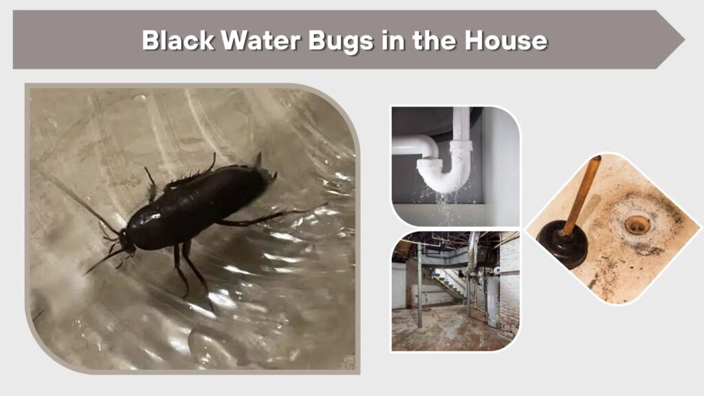 Black Water Bugs in the House