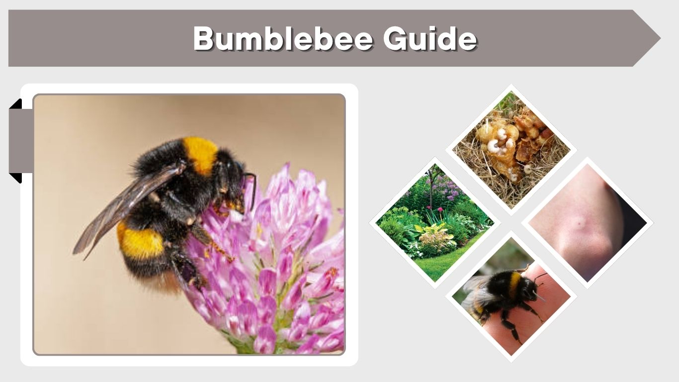 Bumblebee Guide: Facts, Sting, Nest and Habitat