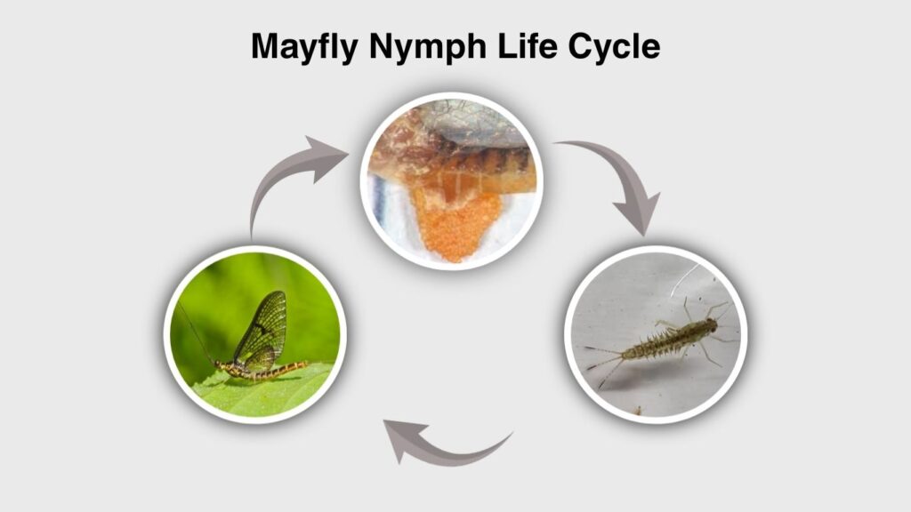 Mayfly Nymph Life Cycle