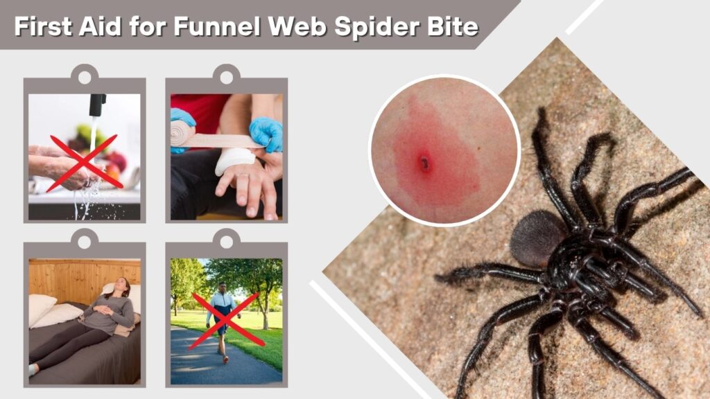 First Aid for Funnel Web Spider Bite