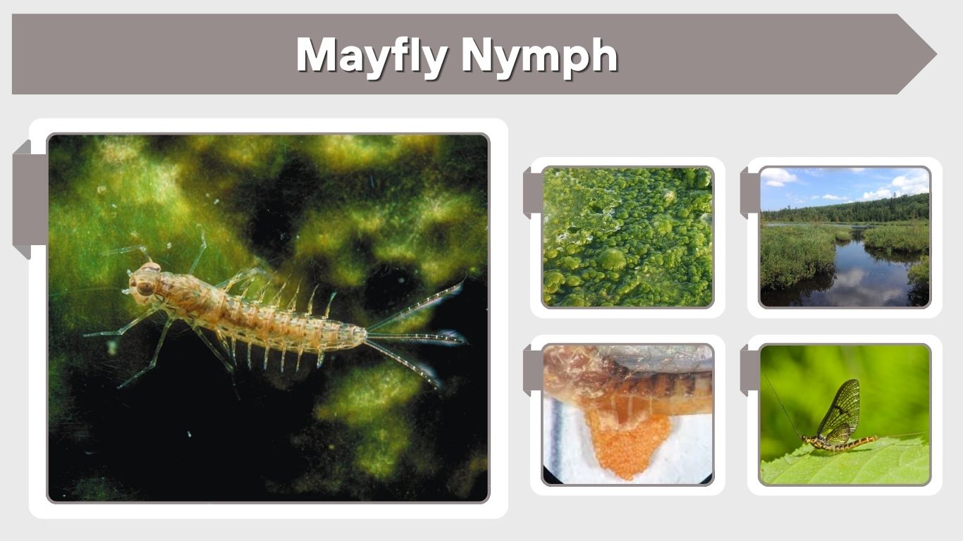 Mayfly Nymph: Identification, Diet, Habitat & Life Cycle