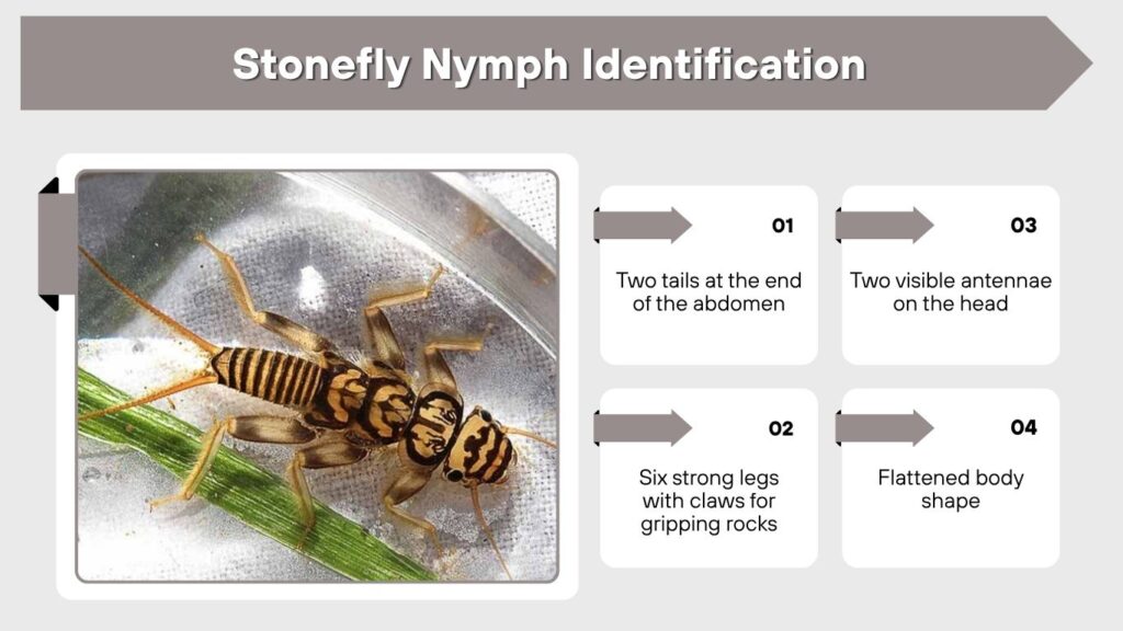 Stonefly Nymph Identification