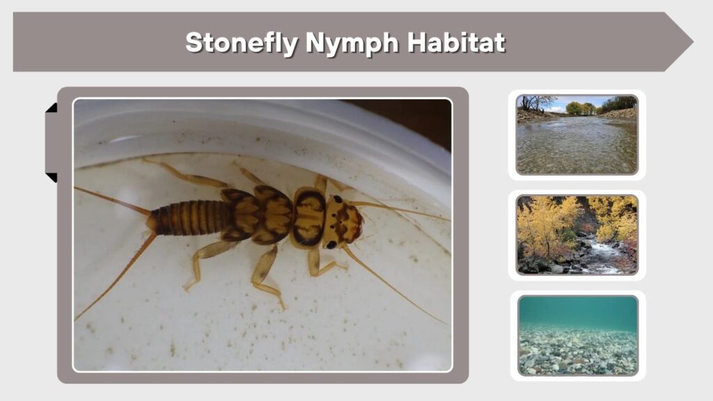Stonefly Nymph Habitat
