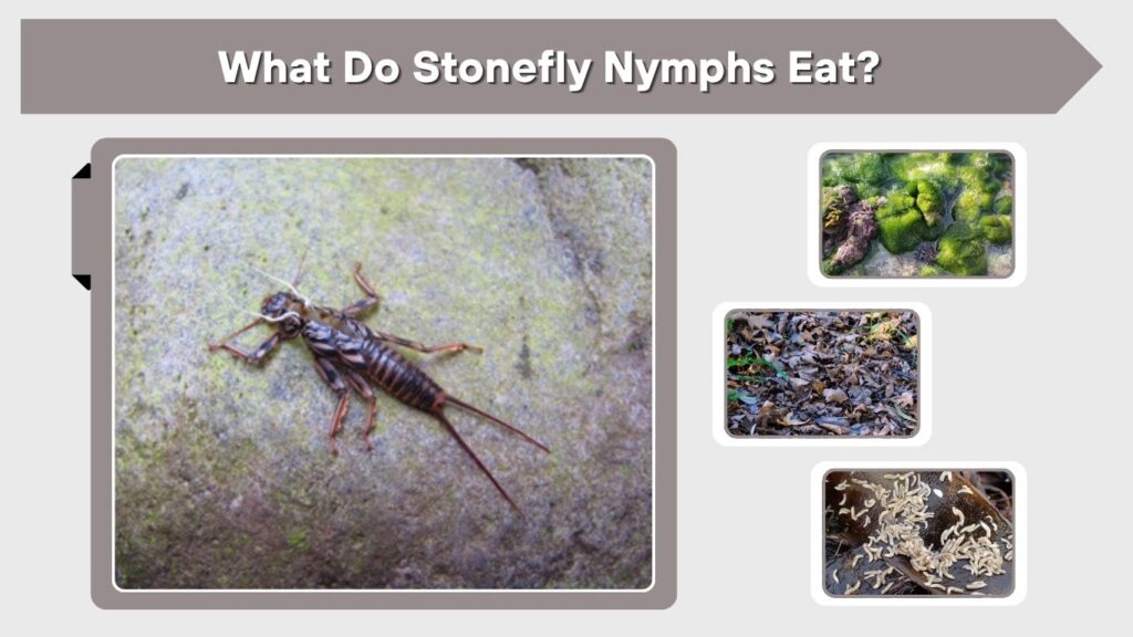 What Do Stonefly Nymphs Eat?