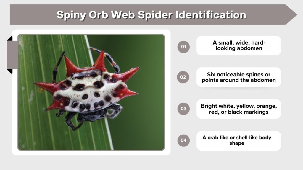 Spiny Orb Web Spider Identification