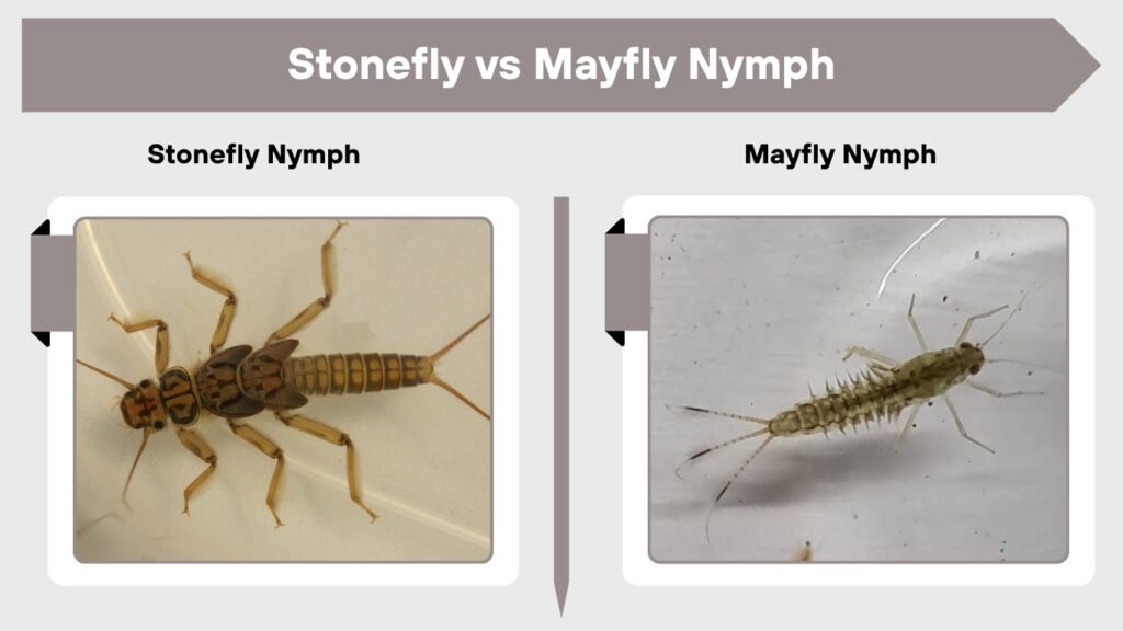 Stonefly vs Mayfly Nymph