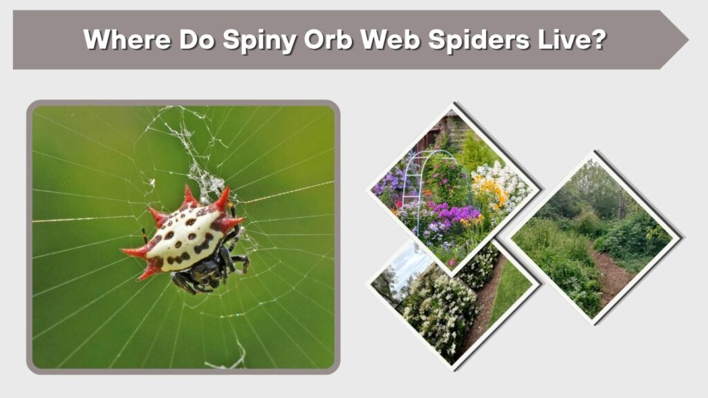 Where Do Spiny Orb Web Spiders Live?