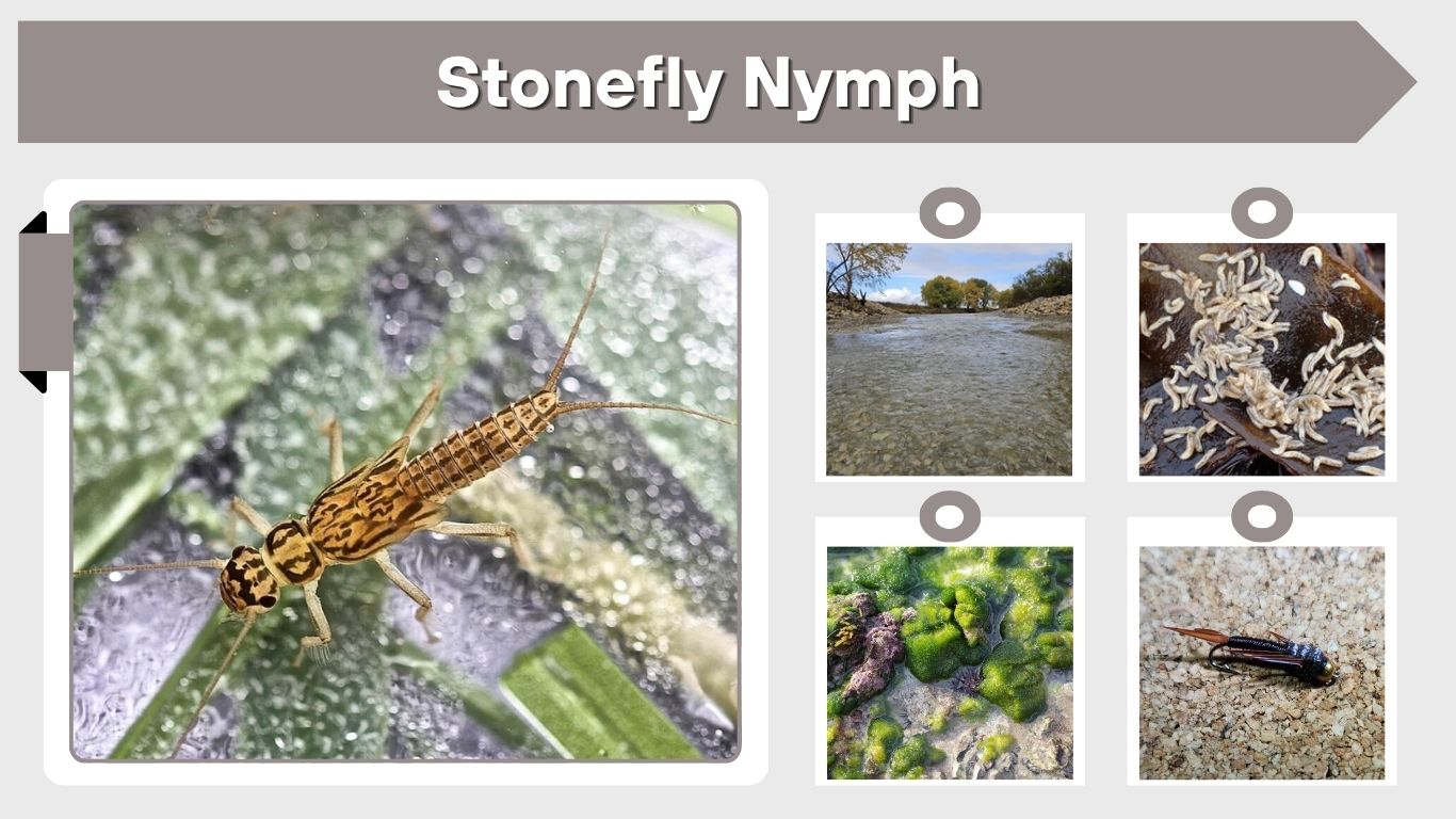 Stonefly Nymph: Identification, Habitat and Fly Fishing Tips