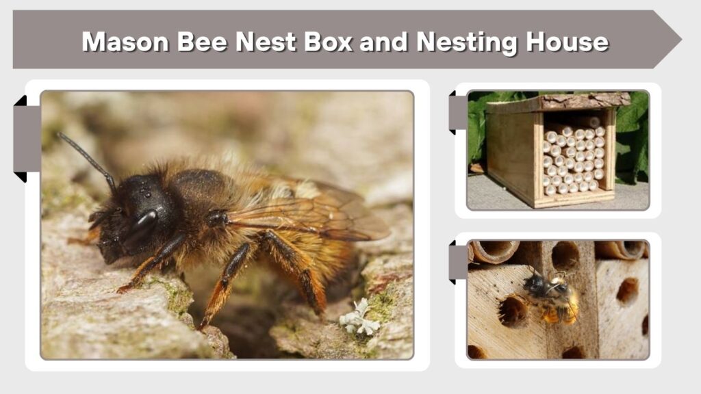 Mason Bee Nest Box and Nesting House