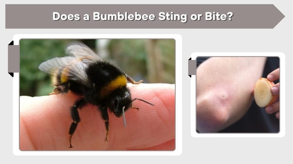 Does a Bumblebee Sting or Bite?