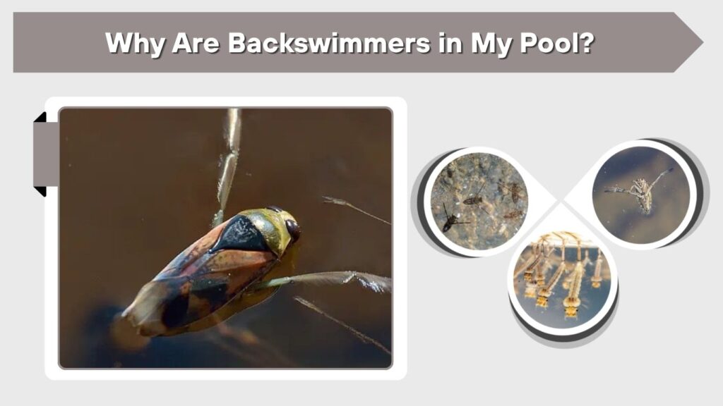 Why Are Backswimmers in My Pool?