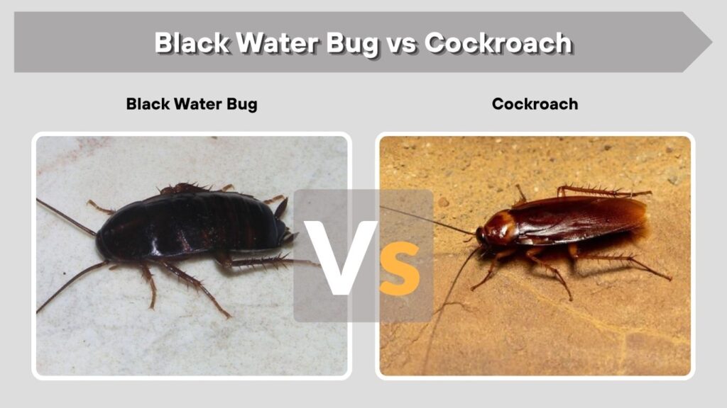 Black Water Bug vs Cockroach