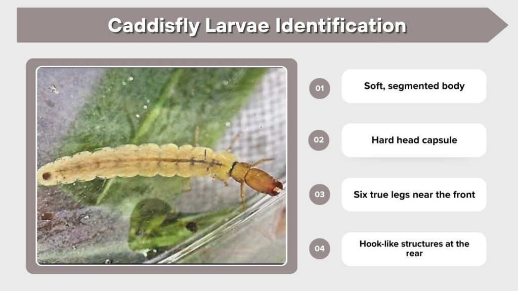 Caddisfly Larvae Identification