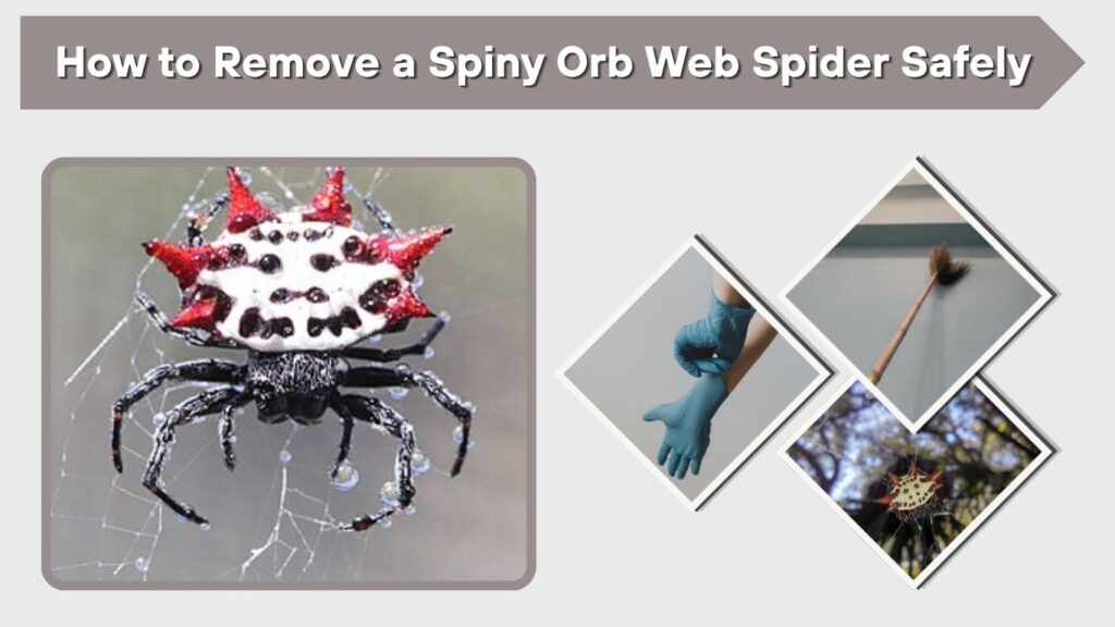 Wear gloves if you are uncomfortable around spiders.
