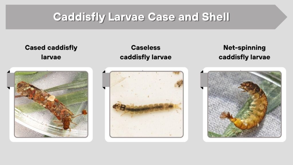 Caddisfly Larvae Case and Shell