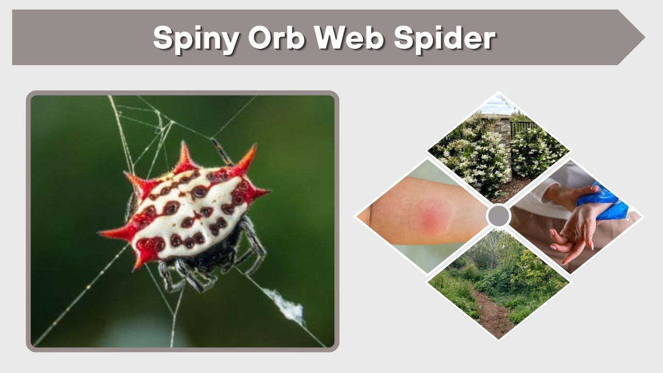 Spiny Orb Web Spider: Identification, Bite, and Facts