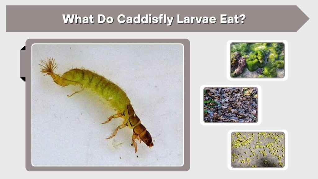 What Do Caddisfly Larvae Eat?
