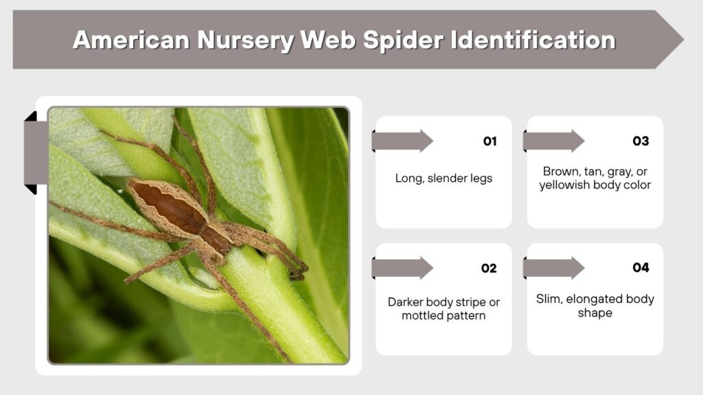 American Nursery Web Spider Identification
