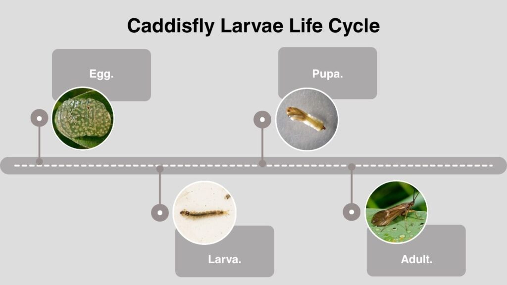 Caddisfly Larvae Life Cycle