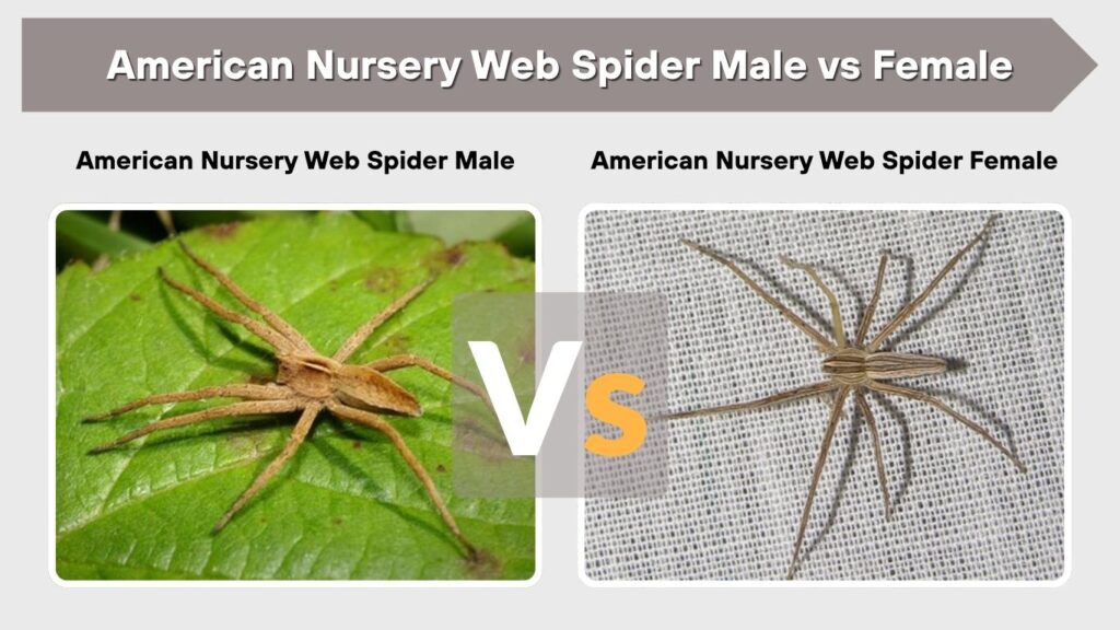 American Nursery Web Spider Male vs Female