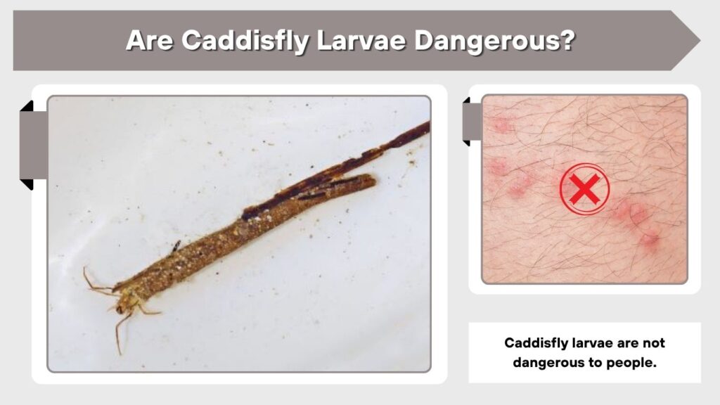 Are Caddisfly Larvae Dangerous?
