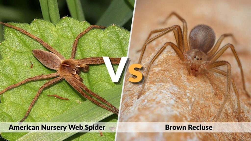 American Nursery Web Spider vs Brown Recluse