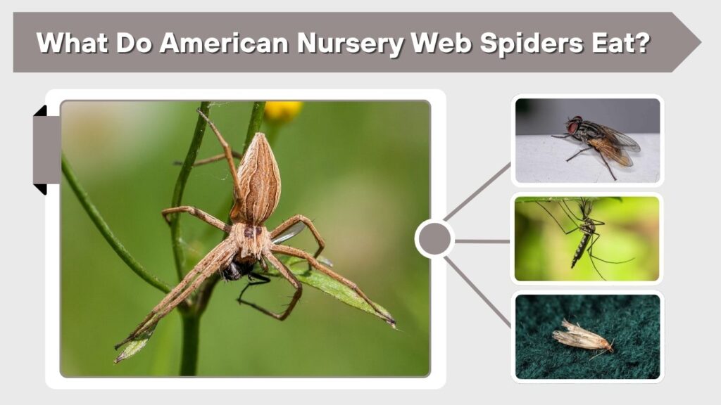 What Do American Nursery Web Spiders Eat?