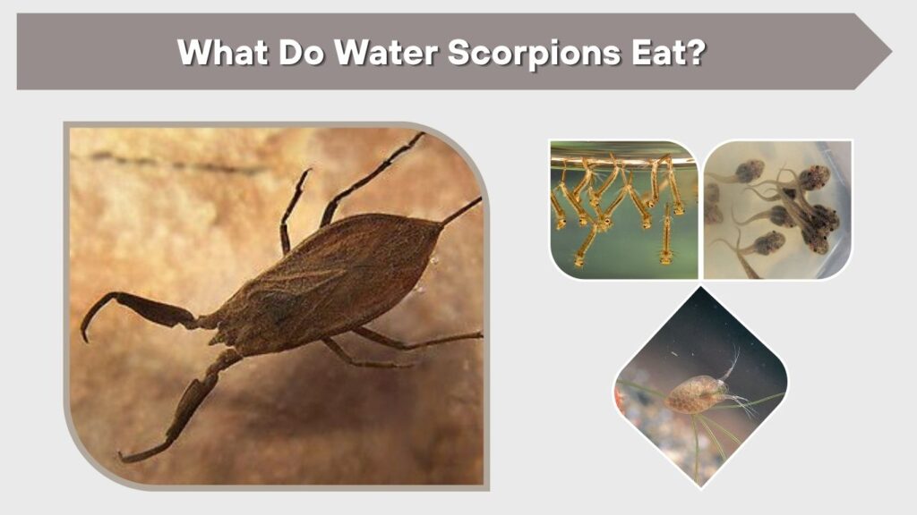 What Do Water Scorpions Eat?