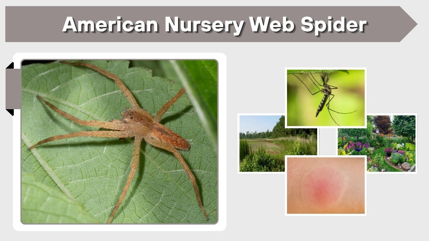 American Nursery Web Spider: Identification, Bite, and Facts