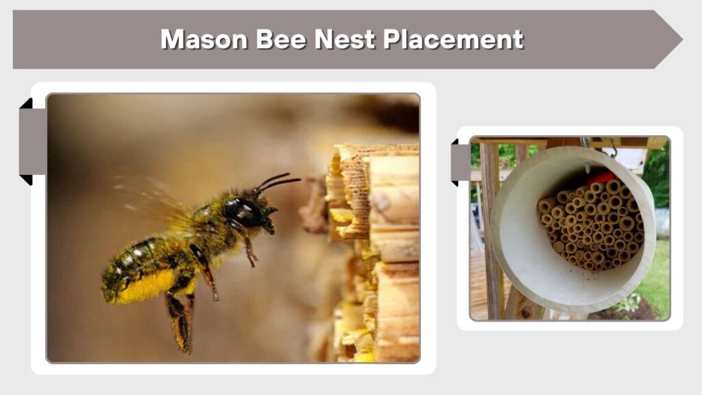 Mason Bee Nest Placement