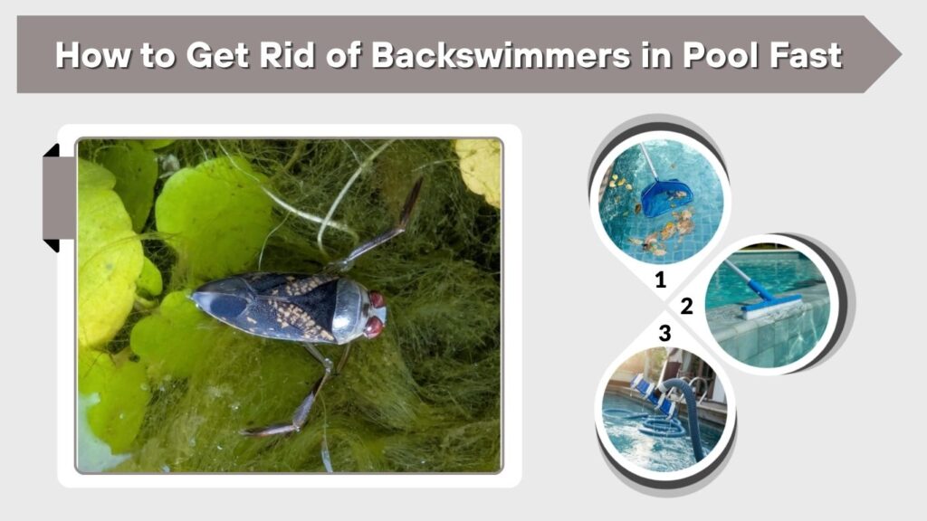 How to Get Rid of Backswimmers in Pool Fast