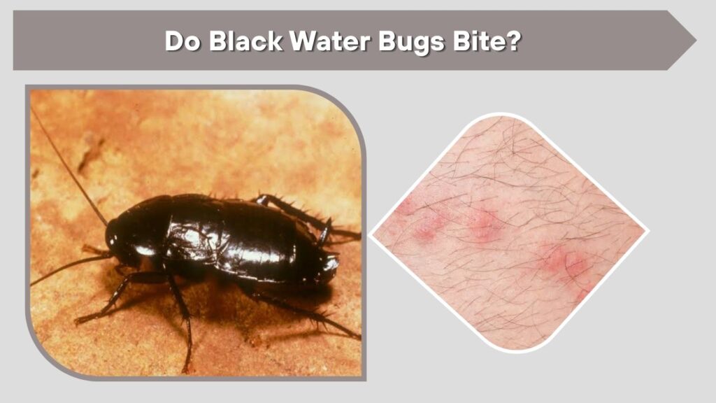 Do Black Water Bugs Bite?