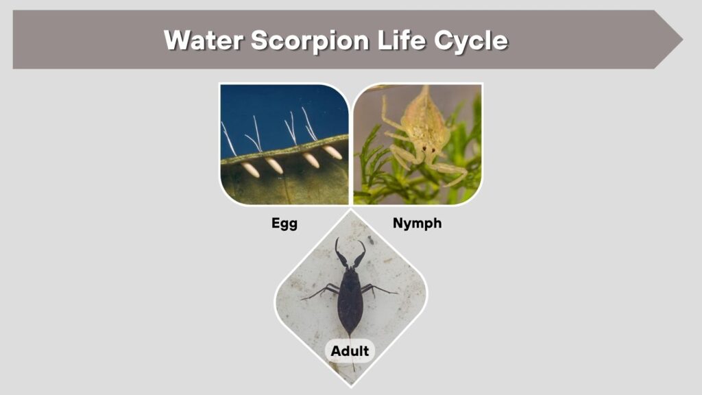 Water Scorpion Life Cycle