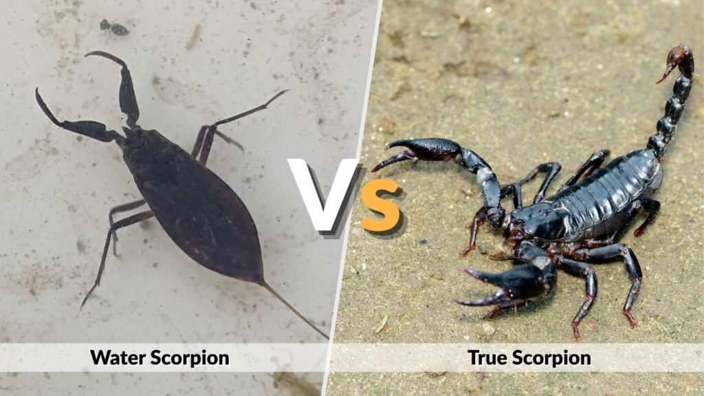 Water Scorpion vs True Scorpion
