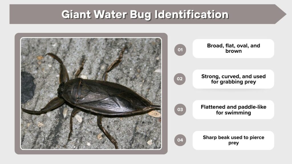 Giant Water Bug Identification