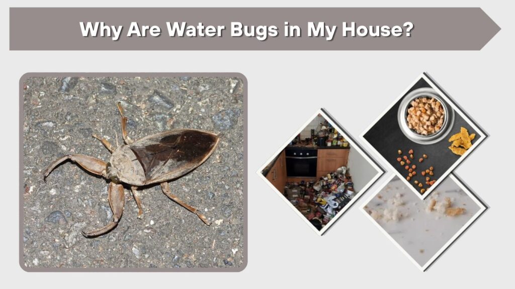 Why Are Water Bugs in My House?
