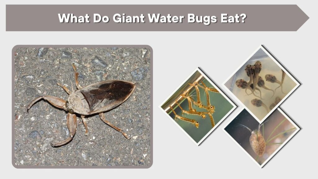 What Do Giant Water Bugs Eat?