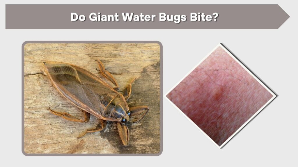 Do Giant Water Bugs Bite?