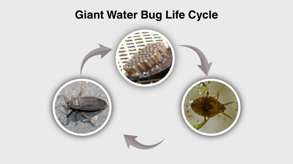 Giant Water Bug Life Cycle