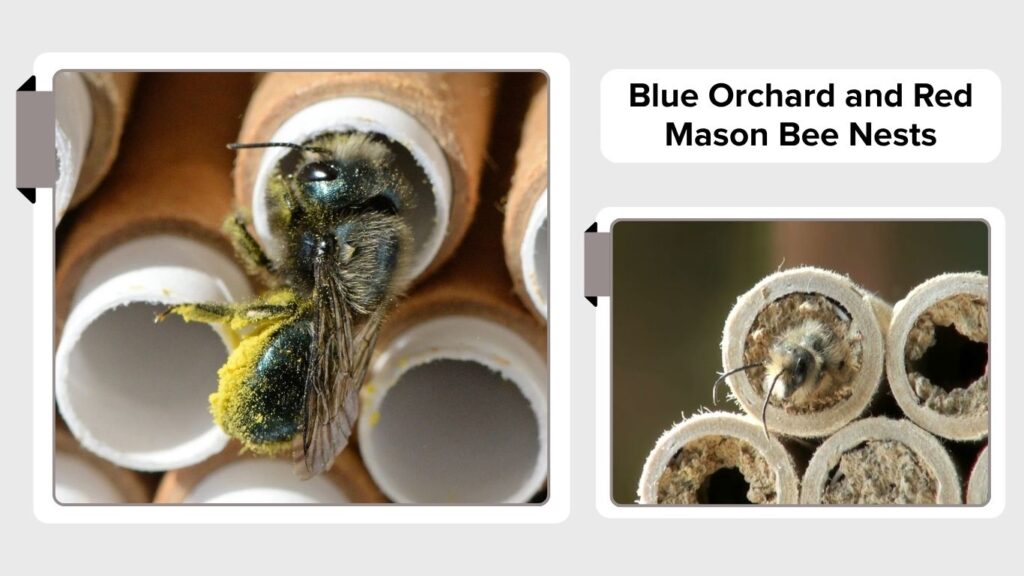 Blue Orchard and Red Mason Bee Nests