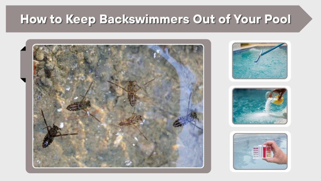 How to Keep Backswimmers Out of Your Pool