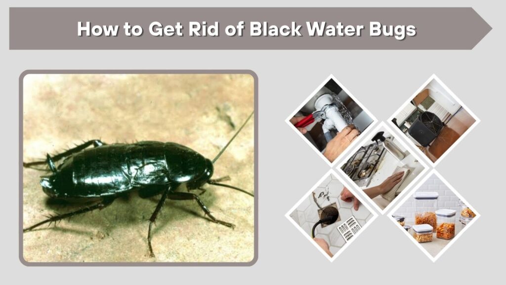 How to Get Rid of Black Water Bugs