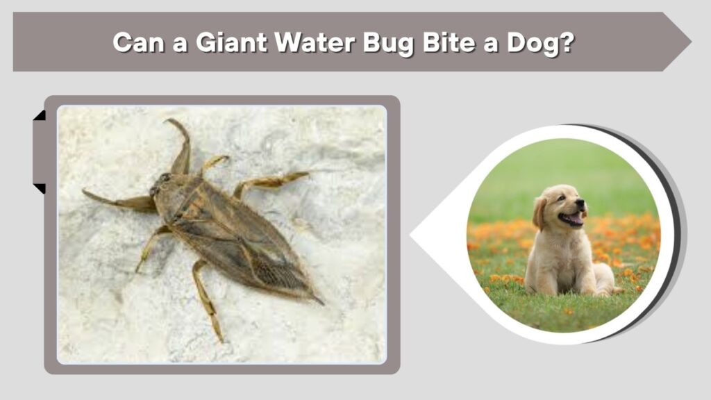 Can a Giant Water Bug Bite a Dog?