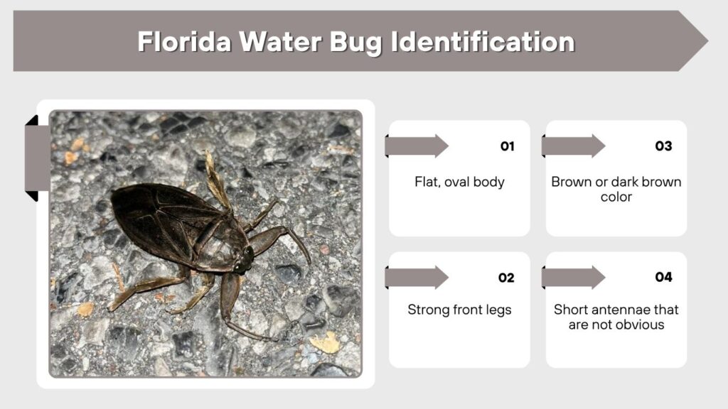 Florida Water Bug Identification