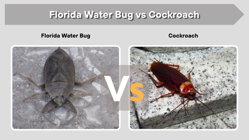 Florida Water Bug vs Cockroach