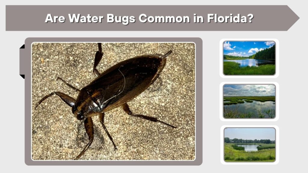 Are Water Bugs Common in Florida?
